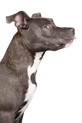 Perro decorativo