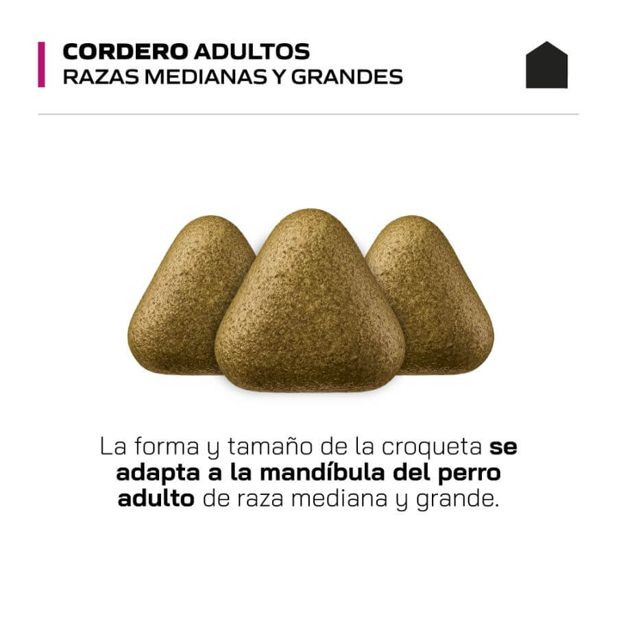 Canbo adulto cordero razas medianas/grandes